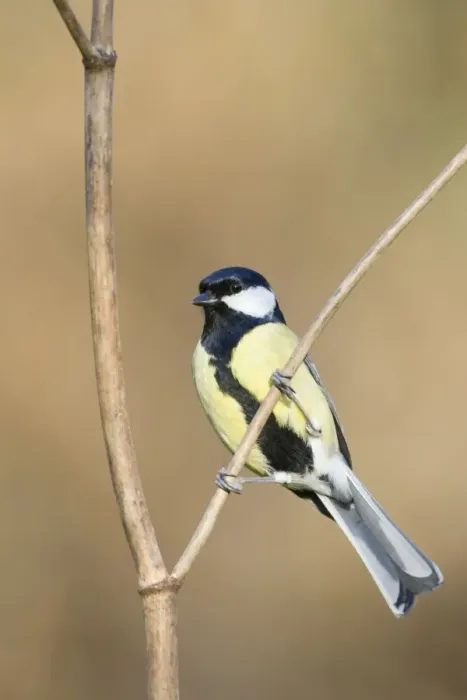Framed Print : Great Tit Adult Male, identified by wide black belly patch. Cleveland, UK Framed Print : Great Tit Adult Male, identified by wide black belly patch. Cleveland, UK
