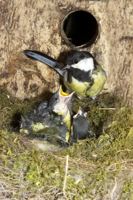 Framed Print : Great Tit - adult at nest box with 13 day old chicks Framed Print : Great Tit - adult at nest box with 13 day old chicks