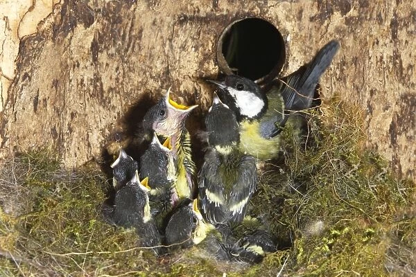 Great Tit - adult at nest box with 13 day old chicks