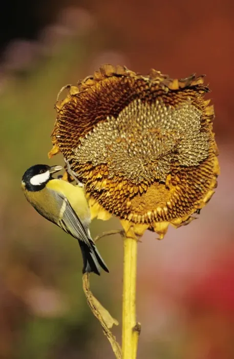 Framed Print : Great Tit - adult on ripened sunflower head Framed Print : Great Tit - adult on ripened sunflower head