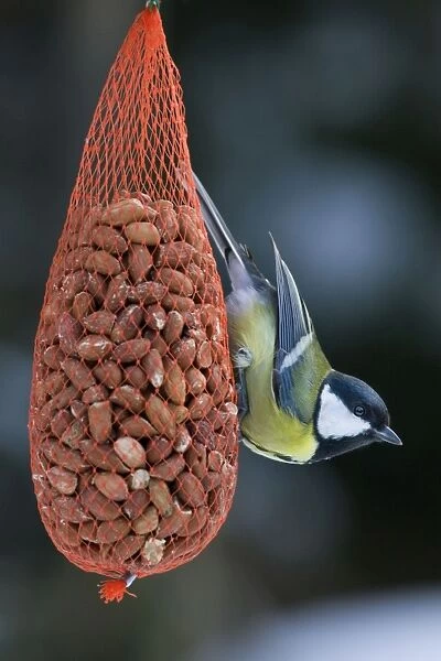 Great Tit - on bird feeder (bag of nuts) in winter