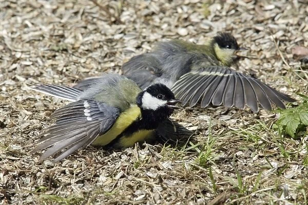 Great Tit - two birds sunbathing, Lower Saxony, Germany