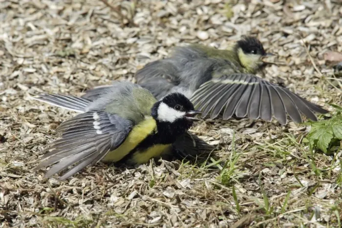 Framed Print : Great Tit - two birds sunbathing, Lower Saxony, Germany Framed Print : Great Tit - two birds sunbathing, Lower Saxony, Germany