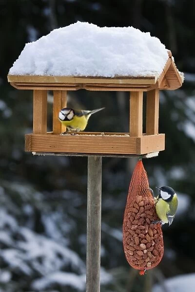 Great Tit and Blue Tit (Cyanistes caeruleus) at bird feeding house in snow