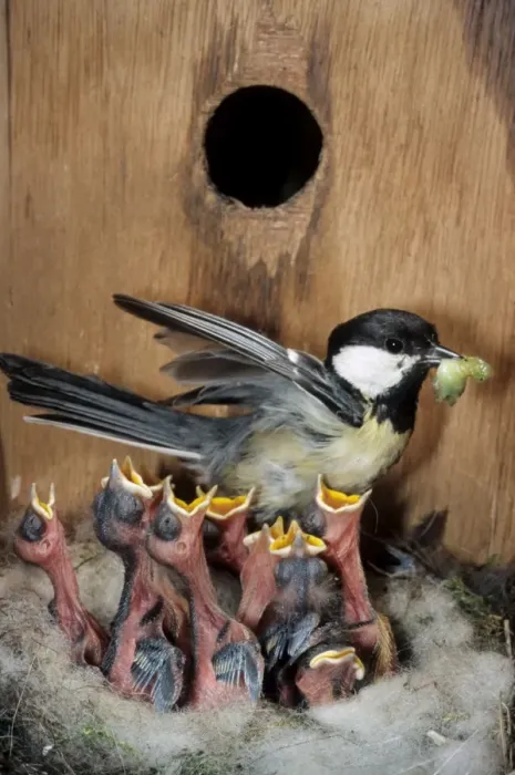 Framed Print : Great Tit - entering nestbox and feeding caterpillar to begging chicks Framed Print : Great Tit - entering nestbox and feeding caterpillar to begging chicks