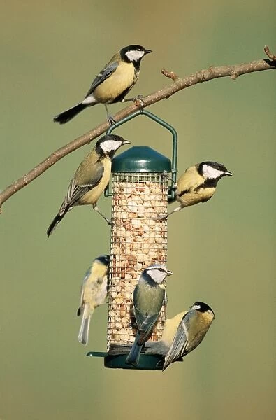 Great Tit Several on feeder in winter with a Blue Tit (Parus caeruleus)