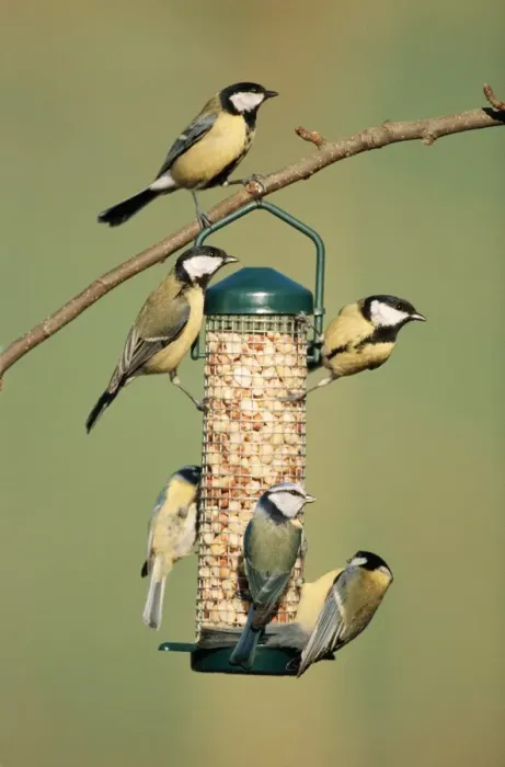 Framed Print : Great Tit Several on feeder in winter with a Blue Tit (Parus caeruleus) Framed Print : Great Tit Several on feeder in winter with a Blue Tit (Parus caeruleus)