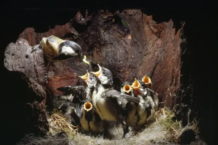 Framed Print : Great Tit - feeding well feathered young in nest Framed Print : Great Tit - feeding well feathered young in nest