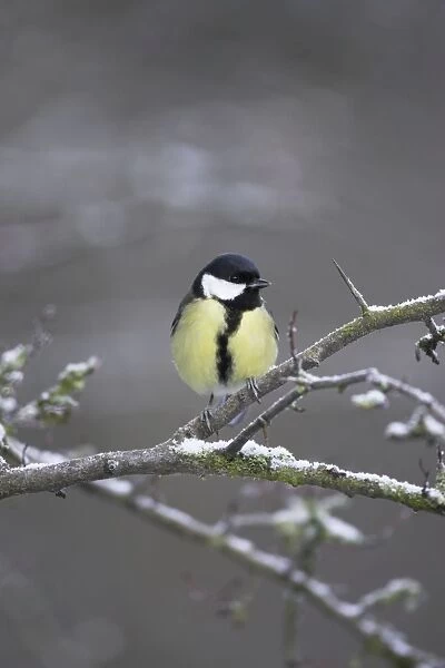 Great Tit. Female perched in frost covered hawthorne. Cleveland, England, UK