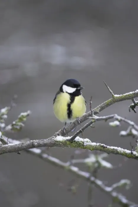 Framed Print : Great Tit. Female perched in frost covered hawthorne. Cleveland, England, UK