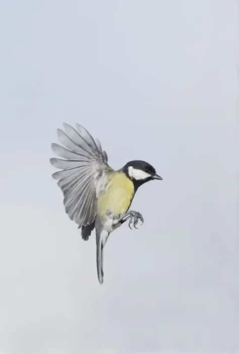 Framed Print : Great Tit - in flight - Bedfordshire UK Framed Print : Great Tit - in flight - Bedfordshire UK