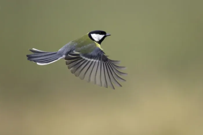 Framed Print : Great Tit - In flight Lower Saxony, Germany Framed Print : Great Tit - In flight Lower Saxony, Germany