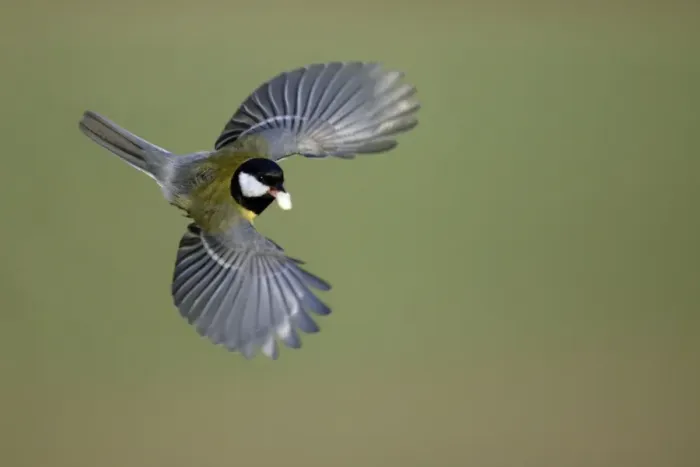 Framed Print : Great Tit - In flight with peanut in bill Lower Saxony, Germany Framed Print : Great Tit - In flight with peanut in bill Lower Saxony, Germany