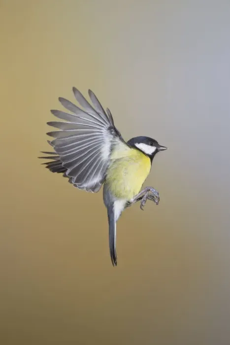 Framed Print : Great Tit - in flight - West Wales UK 11891 Framed Print : Great Tit - in flight - West Wales UK 11891