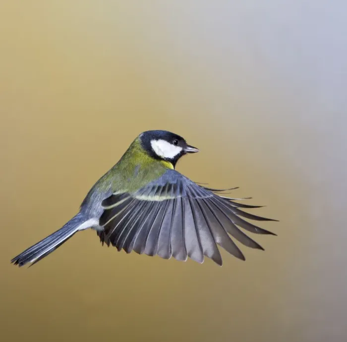 Framed Print : Great Tit - in flight - West Wales UK 11894 Framed Print : Great Tit - in flight - West Wales UK 11894