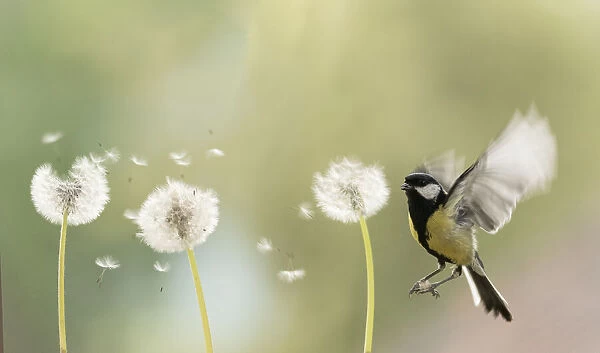 great tit flying towards a dandelion bud with seeds