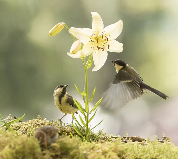 Great tit flying towards a lily