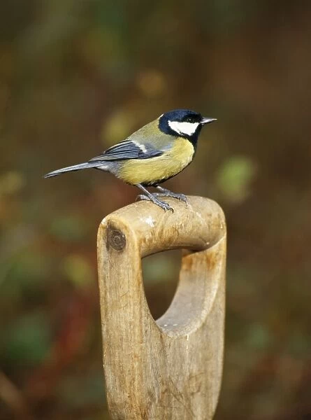 Great Tit - on fork handle