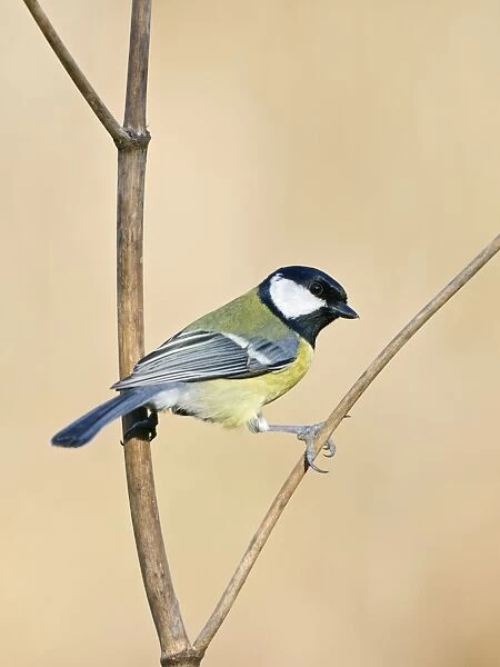 Great Tit Holding on to a dry plant stem. Cleveland, UK