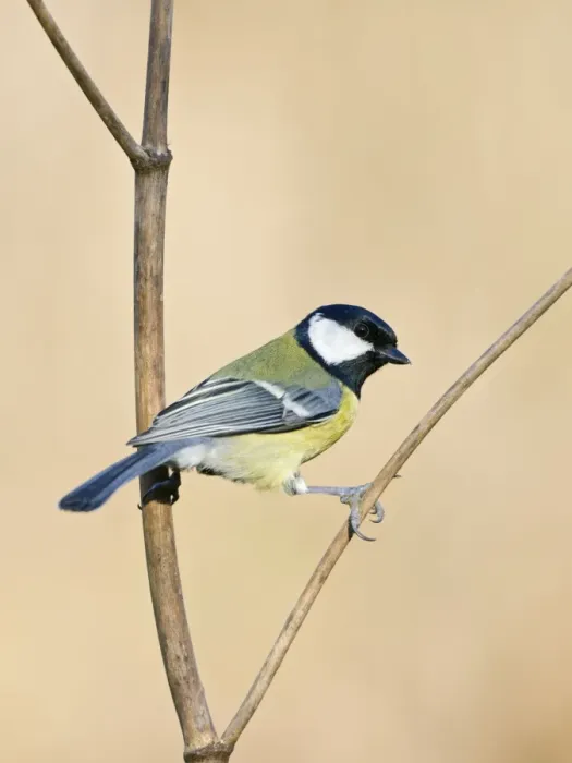 Framed Print : Great Tit Holding on to a dry plant stem. Cleveland, UK Framed Print : Great Tit Holding on to a dry plant stem. Cleveland, UK