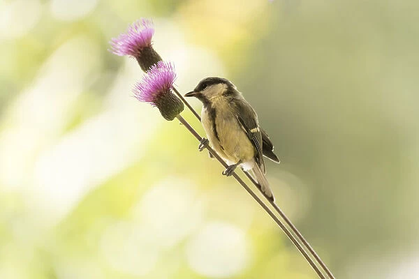 Great tit holding a thistle flower stem