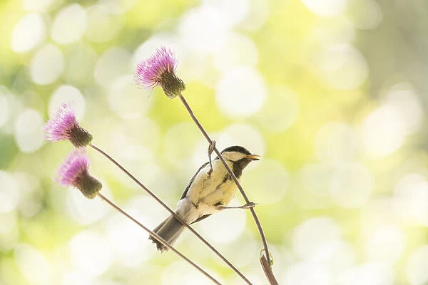 Great tit holding a thistle flower stem