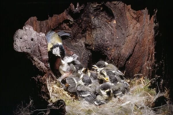 Great Tit - inside nest hole - removing fecal sac
