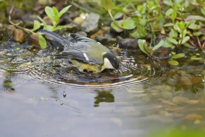 Framed Print : Great Tit - juvenile bathing in garden pond - Lower Saxony - Germany Framed Print : Great Tit - juvenile bathing in garden pond - Lower Saxony - Germany