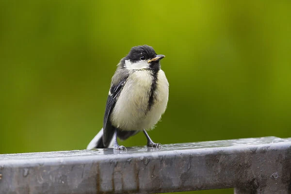 Great Tit, juvenile bird sitting on fence with tick embedded above its eye, Hessen, Germany
