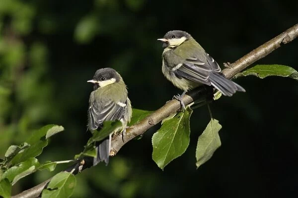 Great Tit - two juveniles sitting on branch, Lower Saxony, Germany