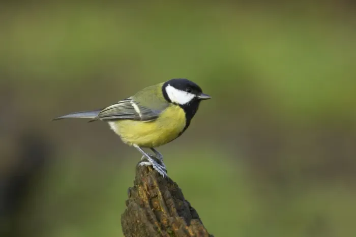 Framed Print : Great Tit Lea Valley Park, Essex, UK BI006954 Framed Print : Great Tit Lea Valley Park, Essex, UK BI006954