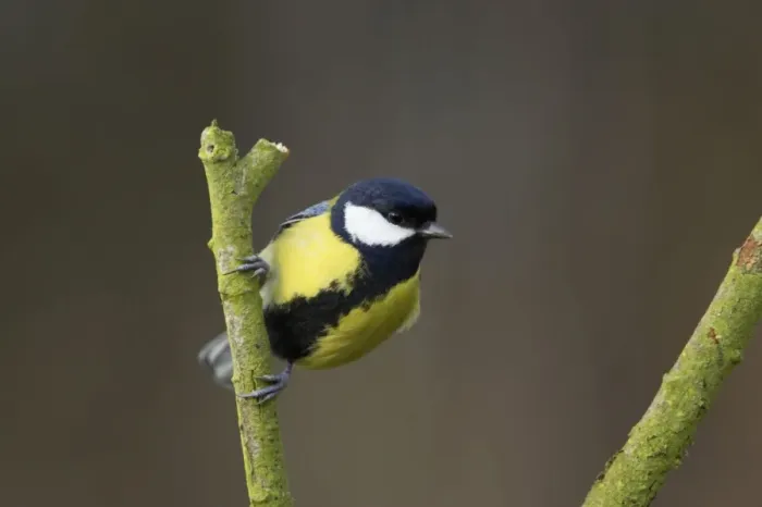 Framed Print : Great Tit Lea Valley Park, Essex, UK BI006957 Framed Print : Great Tit Lea Valley Park, Essex, UK BI006957