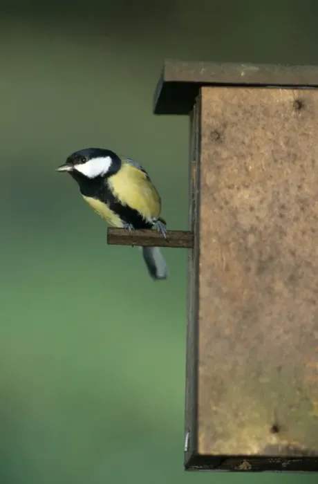 Framed Print : Great Tit - leaving nestbox