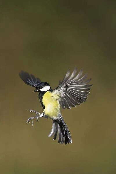 Great Tit. Male in-flight about to alight on a bird feeder. Cleveland, England, UK