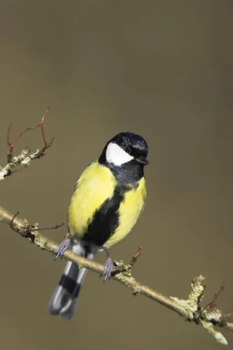 Framed Print : Great Tit. Male perched in hawthorne Cleveland, England, UK