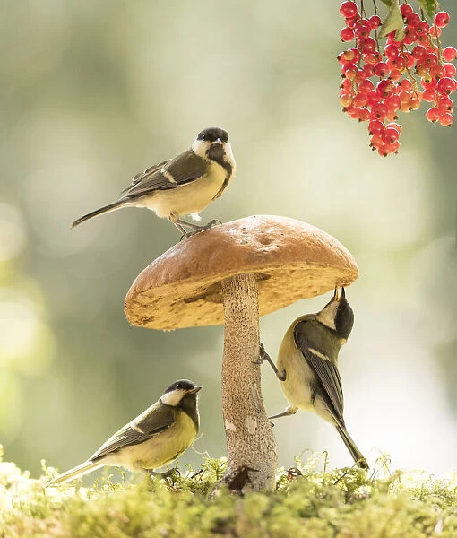 Great tit with mushroom and red currant