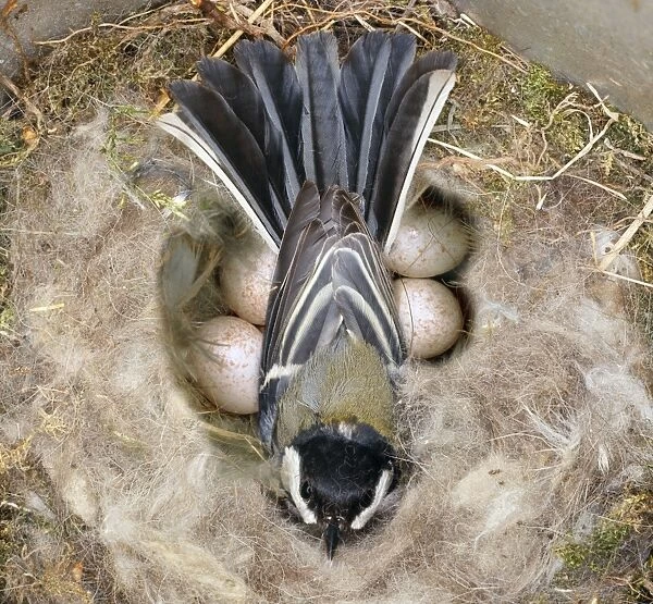 Great Tit - on nest & eggs