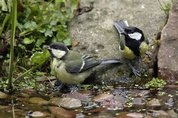 Great Tit - parent bird and juvenile drinking at garden pond, Lower Saxony, Germany