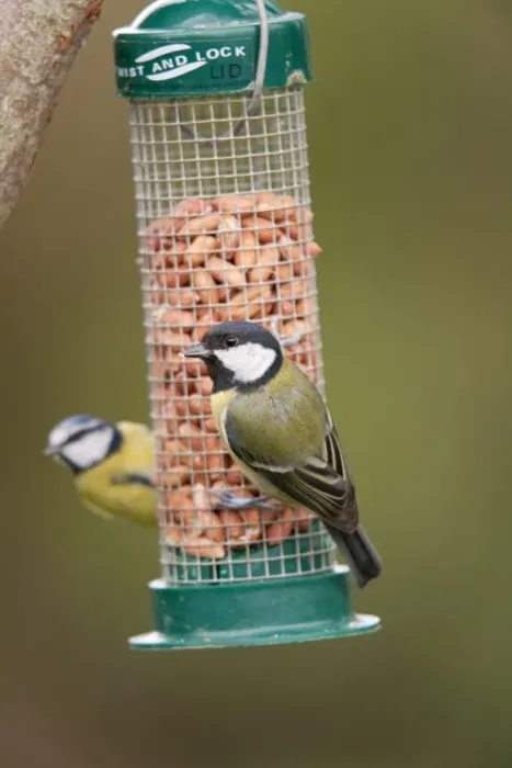 Framed Print : Great Tit - on peanut feeder - blue tit to rear - Cornwall - UK Framed Print : Great Tit - on peanut feeder - blue tit to rear - Cornwall - UK