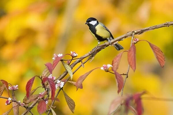 Great Tit - perched on flowering Viburnum bush - in garden - autumn - Lower Saxony - Germany