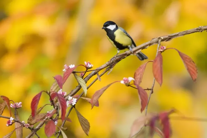 Framed Print : Great Tit - perched on flowering Viburnum bush - in garden - autumn - Lower Saxony - Germany Framed Print : Great Tit - perched on flowering Viburnum bush - in garden - autumn - Lower Saxony - Germany