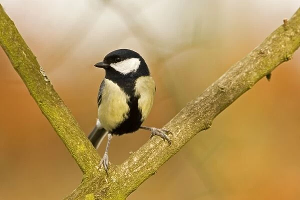 Great Tit Perched in fork of branch South East England, UK, Europe