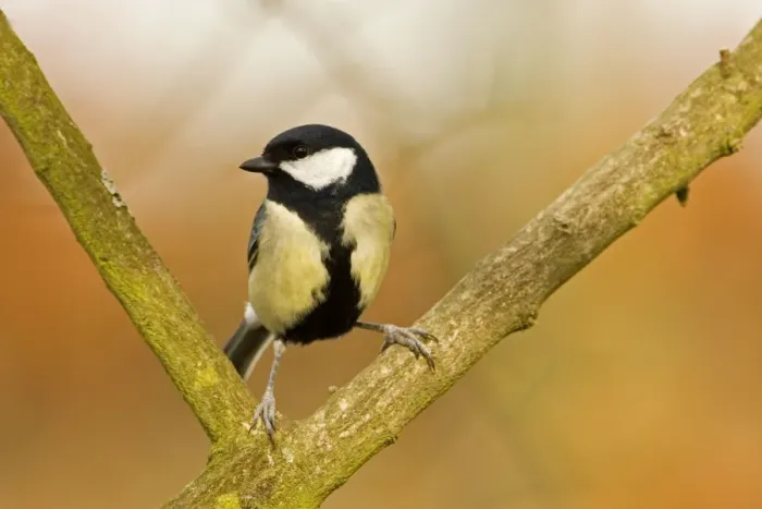 Framed Print : Great Tit Perched in fork of branch South East England, UK, Europe Framed Print : Great Tit Perched in fork of branch South East England, UK, Europe