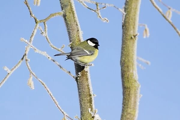 Great Tit - perched on frost covered hazelnut tree, Lower Saxony, Germany
