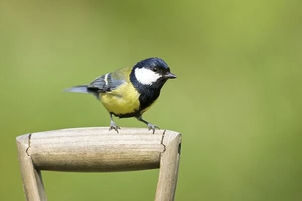 Great Tit Perched on handle of garden fork