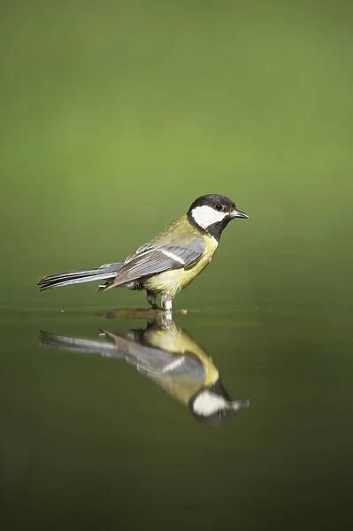 Great Tit - Refection at forest pool Parus major Hungary BI016436
