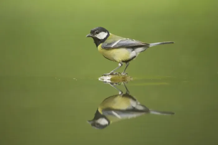 Framed Print : Great Tit - Refection at forest pool Parus major Hungary BI016451 Framed Print : Great Tit - Refection at forest pool Parus major Hungary BI016451