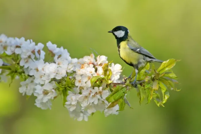 Framed Print : Great tit sitting on blooming cherry tree twig Baden-Wuerttemberg, Germany Framed Print : Great tit sitting on blooming cherry tree twig Baden-Wuerttemberg, Germany