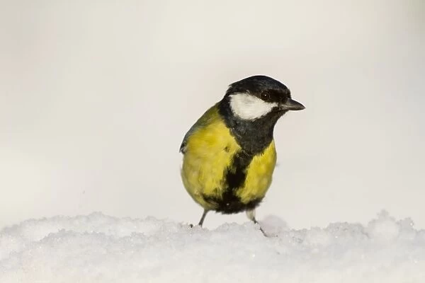 Great Tit - in snow
