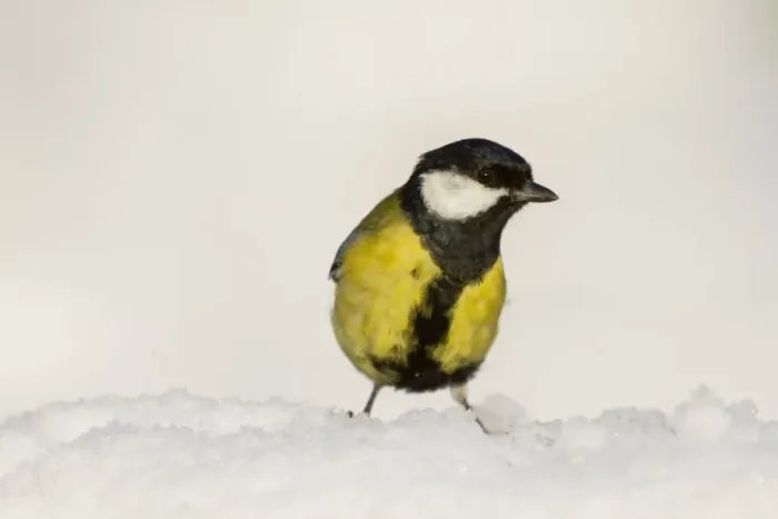 Framed Print : Great Tit - in snow Framed Print : Great Tit - in snow